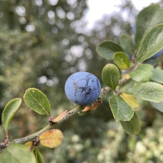 Naturbilder_00002