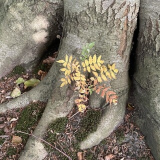 Naturbilder_00005