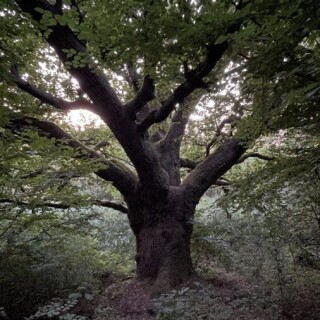 Naturbilder_00012
