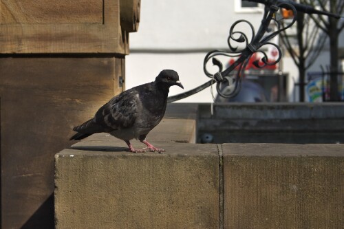 animal_007.jpg